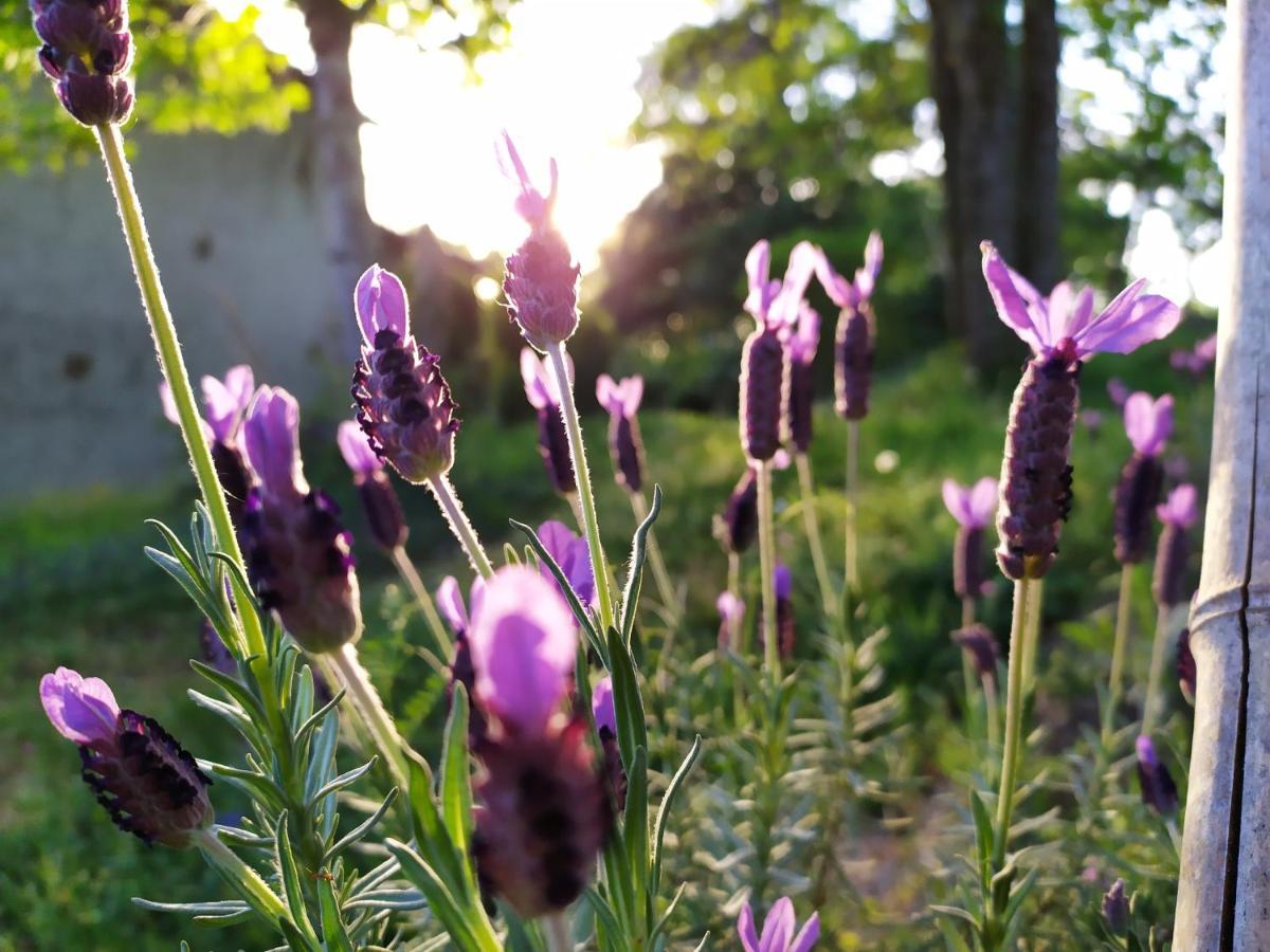 Les Gites Des Beaux Chenes Mortagne-sur-Sevre Εξωτερικό φωτογραφία